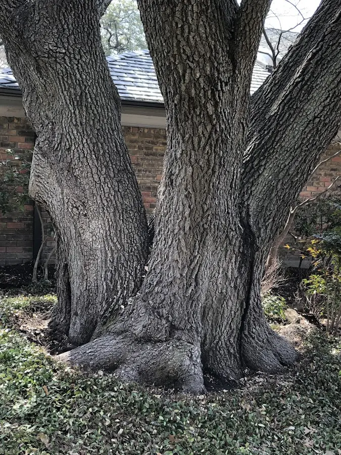 Mature heritage tree close to a Troupsburg property cared for by certified arborists